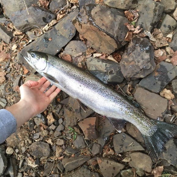 Meet your Posher, David - Picture 1 of 1